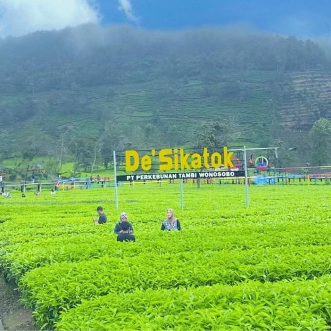 SEWA MOBIL SEMARANG BERWISATA KE WISATA ALAM KEBUN TEH SIKATOK