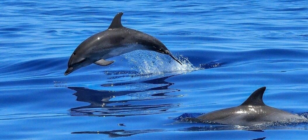 Two dolphins leaping from the blue sea with a distant coastline and mountains on the horizon.