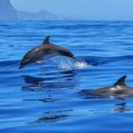 Two dolphins leaping from the blue sea with a distant coastline and mountains on the horizon.