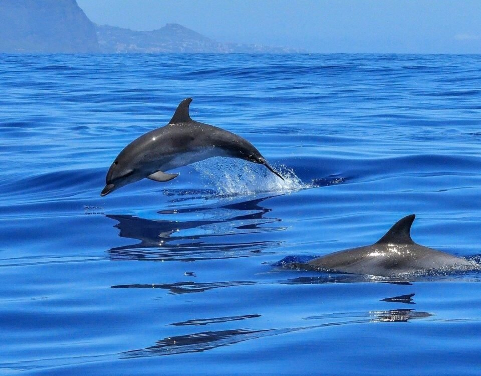 Two dolphins leaping from the blue sea with a distant coastline and mountains on the horizon.