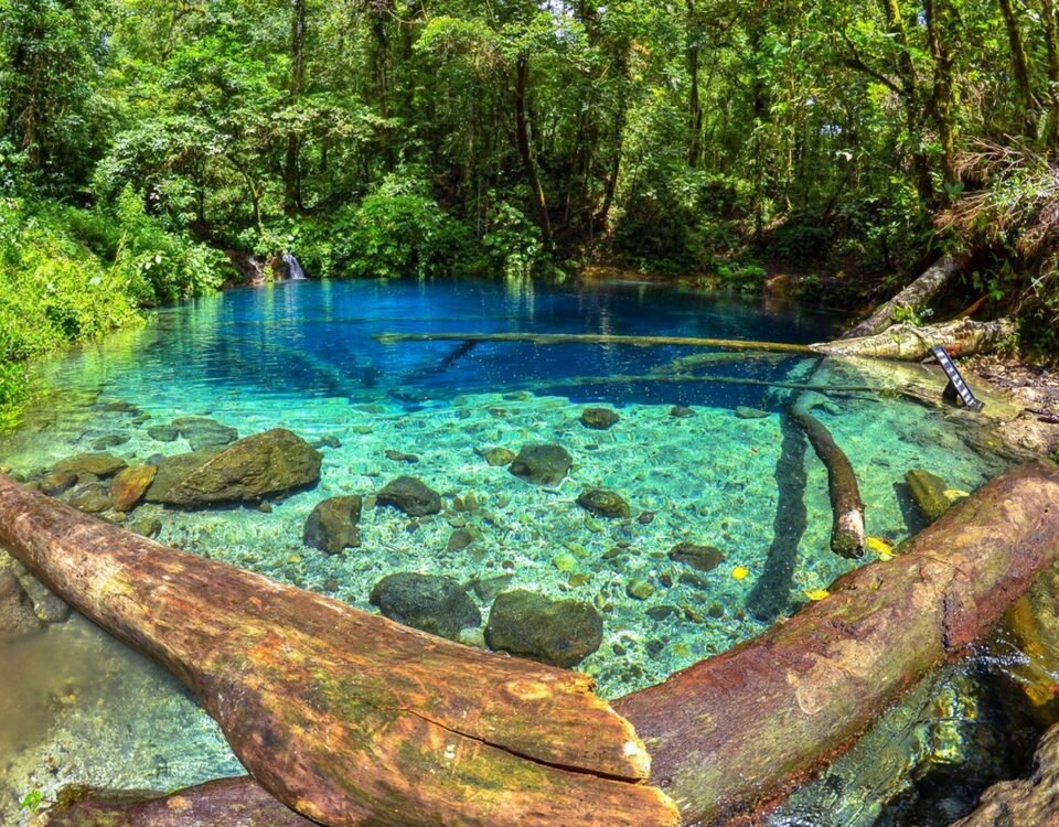 Clear turquoise pool in a lush forest, with fallen logs along the water’s edge and green foliage surrounding it.