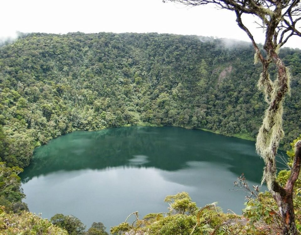 A tranquil emerald lake encircled by dense forest on a volcanic crater rim, with a mossy tree in the foreground on the right and low clouds above.