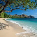 Tropical beach with a large tree arching over pale sand and clear turquoise water under a blue sky.