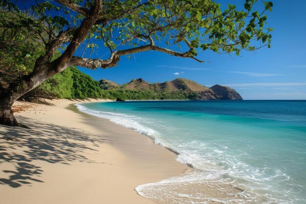 Tropical beach with a large tree arching over pale sand and clear turquoise water under a blue sky.