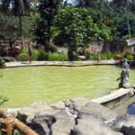 Outdoor garden pool with stone edge and greenish water, people relaxing by the rim amidst tropical trees and rocks