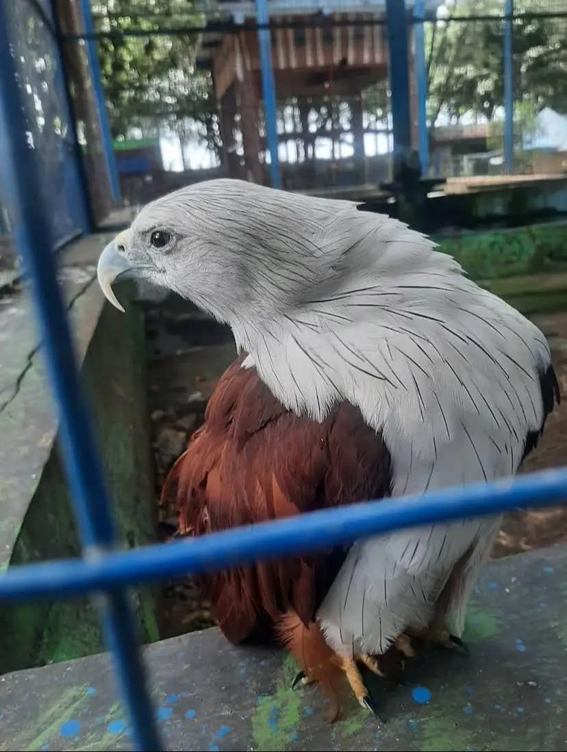 Salah satu daya tarik utama Pantai Cahaya adalah keberadaan mini zoo yang menjadi favorit wisatawan.