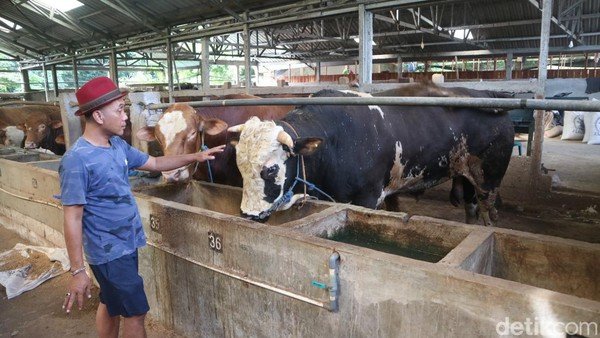 Bagi Anda yang membeli hewan qurban dan ingin diantar langsung tanpa ribet.