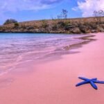 Blue starfish resting on pink sand by calm turquoise water with a rocky coastline in the background.