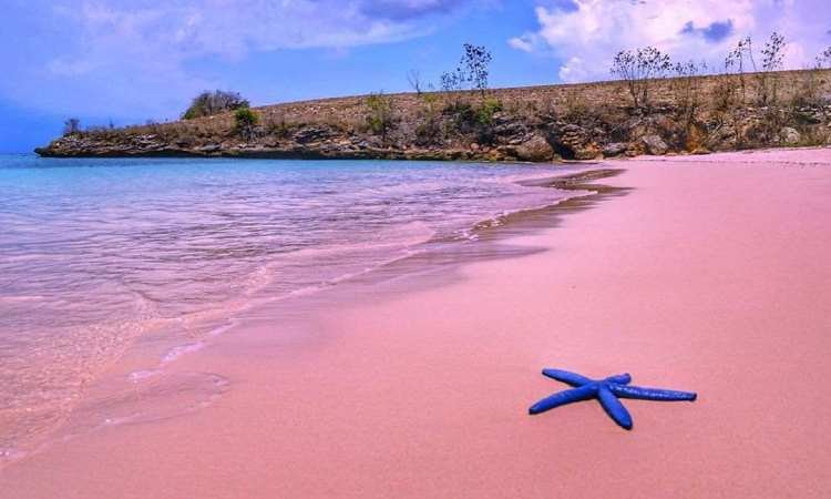 Blue starfish resting on pink sand by calm turquoise water with a rocky coastline in the background.