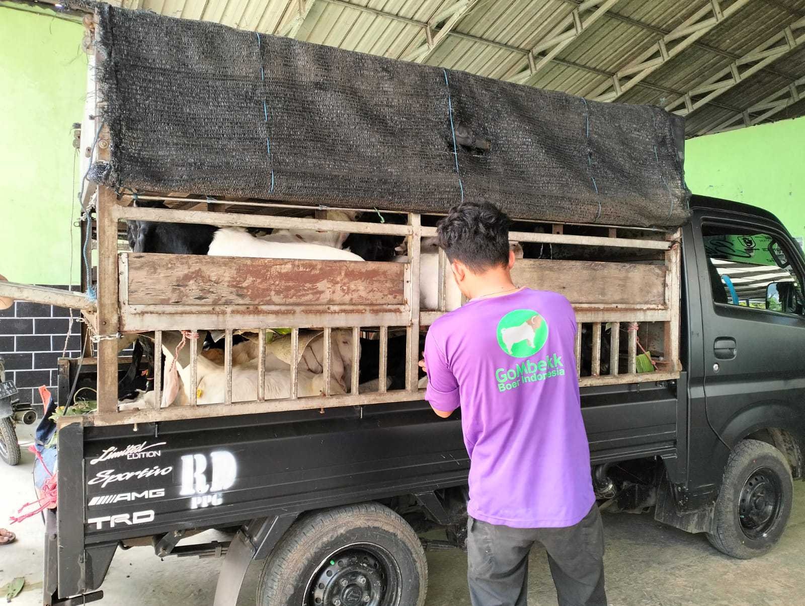 Event Idul Adha: Kenapa Butuh Layanan Angkut Hewan Qurban?