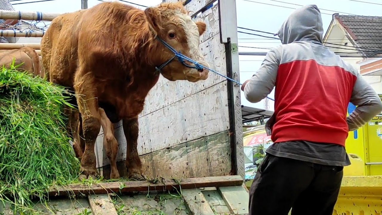 Waktu Event Idul Adha Siap Pengiriman ke masjid sesuai request dari penyewa, musholla, atau rumah panitia qurban dilakukan dengan tepat waktu.