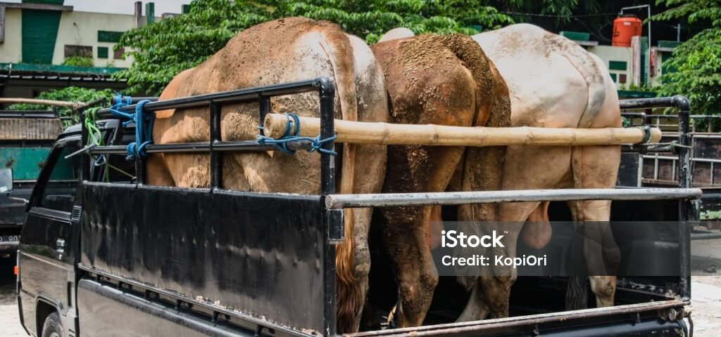 Three cows packed into the bed of a black pickup truck, secured with rope for transport on a rural street.