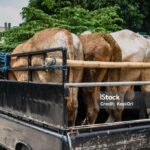 Three cows packed into the bed of a black pickup truck, secured with rope for transport on a rural street.