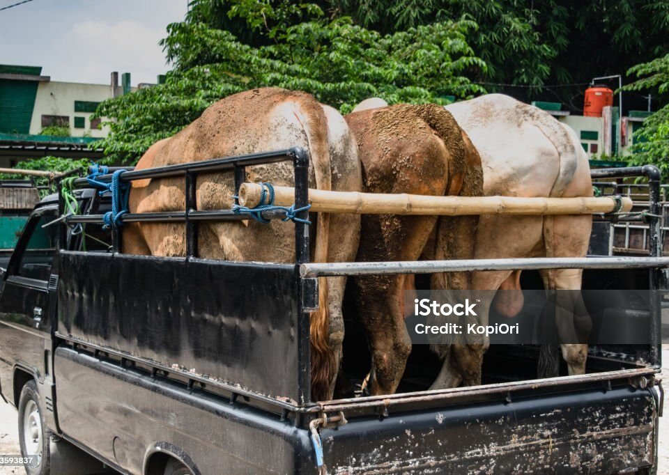 Three cows packed into the bed of a black pickup truck, secured with rope for transport on a rural street.