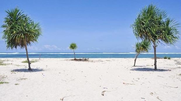 Beach scene with white sand, two tall palm trees on the sides, and a small tree near the water under a blue sky and calm ocean.
