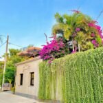 Cream villa wall with a lush green vine hedge and pink bougainvillea, under a bright blue sky (for sale sign visible).