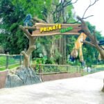 Sewa Alpard Semarang